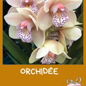 Orchidée