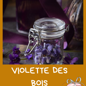 Violette des bois