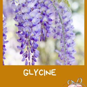 Glycines