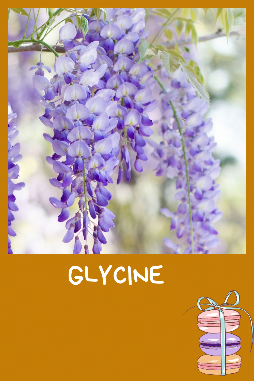 Glycines